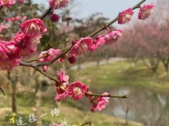 -花开海上生态园