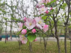 -海棠花溪(元大都城垣遗址公园)