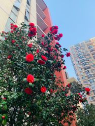 -复旦大学附属妇产科医院(黄浦院区)