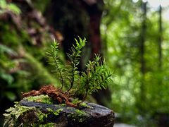 -云南屏边大围山国家公园