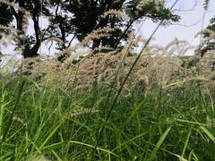 -金银湖国家城市湿地公园