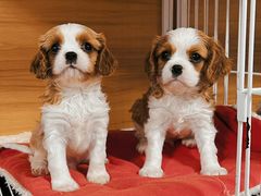 -萌宠之家·腊肠犬·马尔泰·小体犬舍
