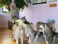 -Husky Go! 哈士奇体验馆·宠物咖啡厅狗咖