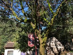 -终南山国家森林公园