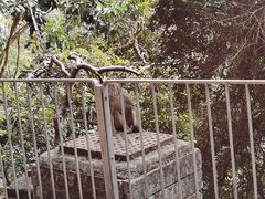 -狮子山郊野公园