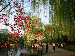 -柳浪闻莺公园