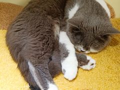 -猫和宫(六道口店)