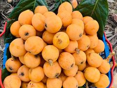 -塘栖枇杷特色园区