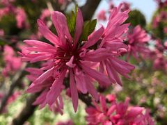 -南汇桃花村