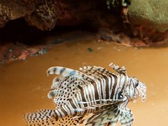 -上海海洋水族馆