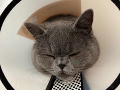 -伟伟宠物医院·瑞派猫友好医院·猫科(光谷店)