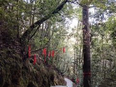 -云南屏边大围山国家公园