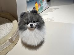 -读宠于你·约克夏比熊·睫角守宫·爬宠售卖(高新店)