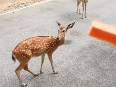-清迈夜间动物园