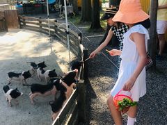 -前小桔亲子创意农场·草莓采摘·露营烧烤