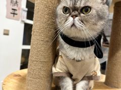 -楼上猫咖(罗湖店)