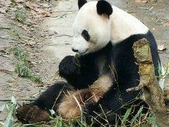 -成都大熊猫繁育研究基地