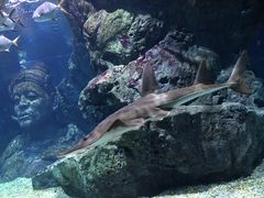 -暹罗海洋世界