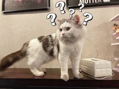 -Mr.Fox狐狸先生超级密室(南山店)