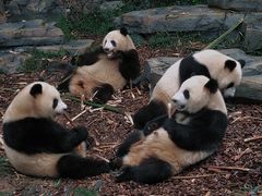 -成都大熊猫繁育研究基地