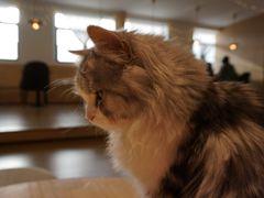 -猫腻·猫咖·撸猫馆(星光大道店)