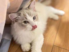 -猫大福·Fortune Cat猫舍(百子湾店)