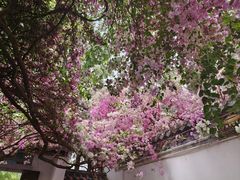 -深圳国际园林花卉博览园