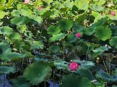 -野鸭湖国家湿地公园