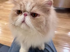 -滚猫咖啡·猫咖·猫友好撸猫(未来城店)