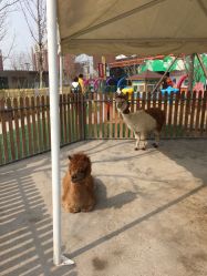 -萌宠亲子动物乐园(槐房万达店)