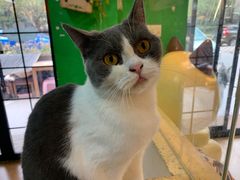 -李小姐の猫咖啡馆(五角场店)