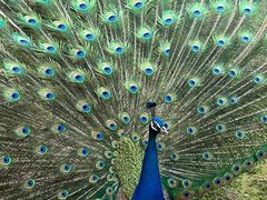 -长白岛森林公园