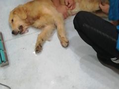 -瑞鹏动物医院宠美康(扬子江路分院)