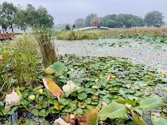 -洪湖生态旅游区