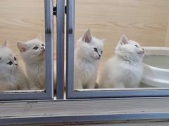 -蓝鲸·缅因猫舍
