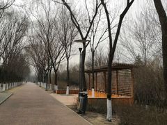 -大兴滨河森林公园