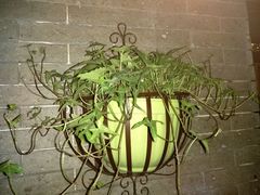 -严记小天府酸菜鱼(西四路店)