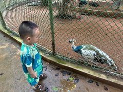 -广东茂名森林公园