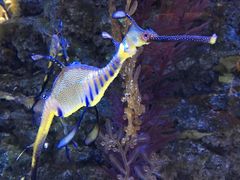 -迪拜水族馆及水下动物园