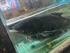 -浔味·山屿湖·正宗淳牌全鱼宴老字号