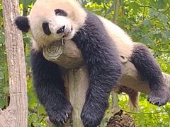 -都江堰中华大熊猫苑