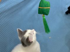 -创凡宠物医院·骨专科  猫科中心(西乡分院)