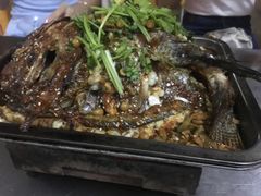 -鸭嘴鱼