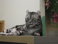 -藏猫猫咖啡主题馆(中央大道店)