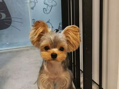 -小尾巴宠物店(万科·金域华庭店)