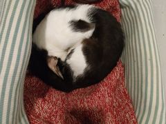-猫色咖啡·猫咖