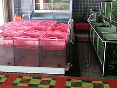 -众味海鲜大排档·活海鲜·潮汕味(南澳店)