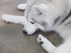 -TrueLove @ Neverland (Husky Cafe)