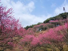 -新建村梅花
