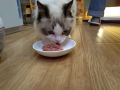 -滚猫咖啡·猫咖·猫友好撸猫(未来城店)